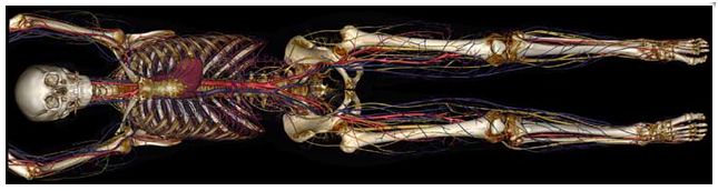Stoły szkoleniowe anatomiczne (wirtualne) Anatomage Stół anatomiczny Anatomage