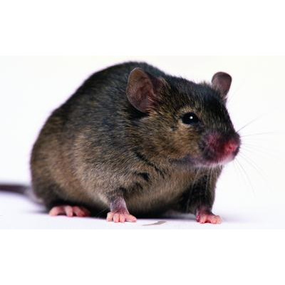 Suplementy i dodatki do hodowli komórek G Biosciences Koktajl inhibitora proteazy Mammalian ProteaseArrest