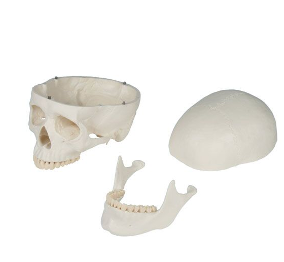 Układ kostny 3B Scientific 2960