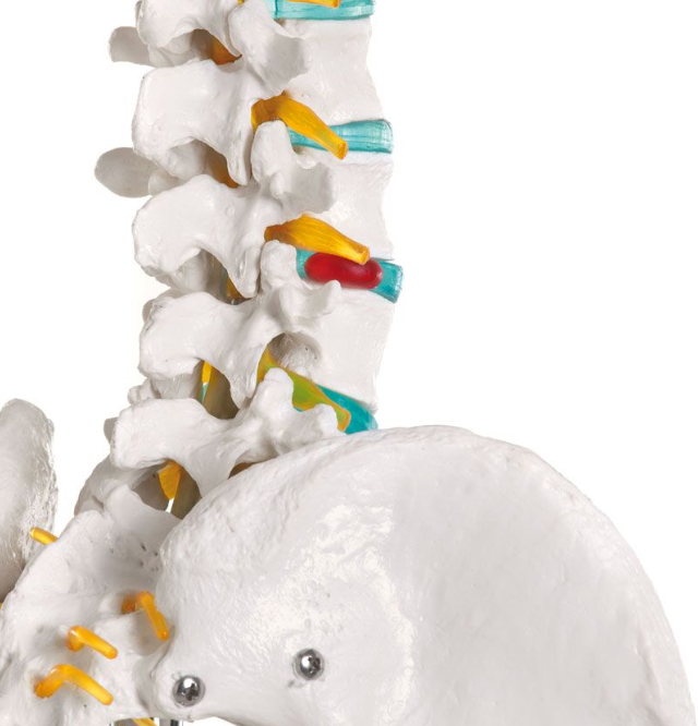 Układ kostny 3B Scientific 2960