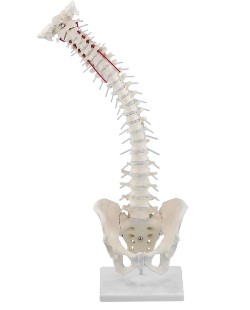 Układ kostny 3B Scientific 4009