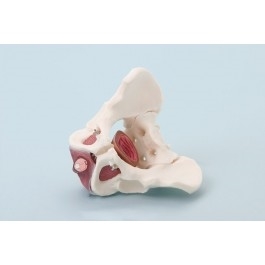 Układ kostny 3B Scientific 4070M