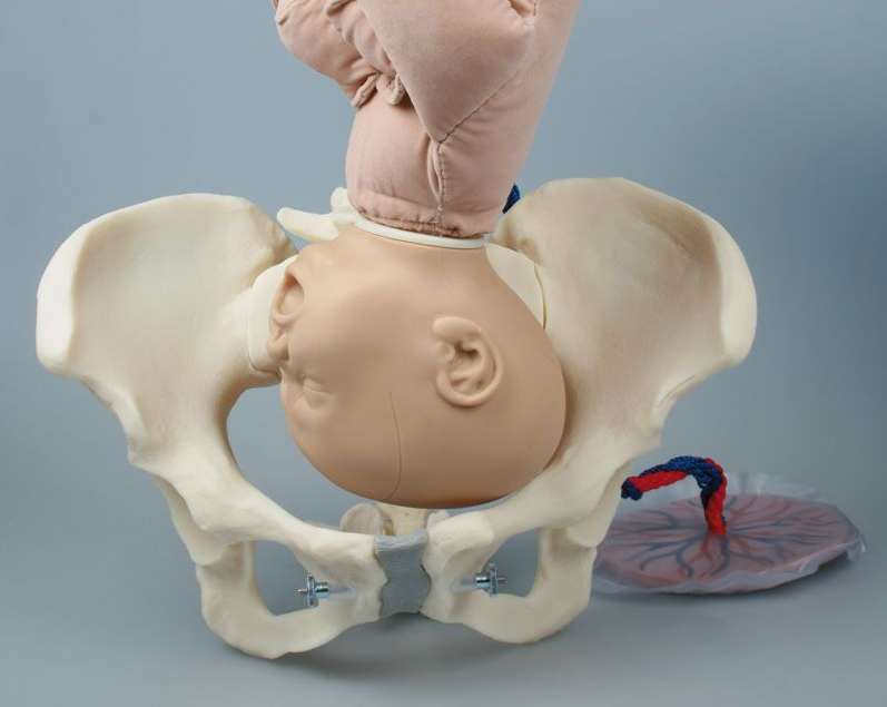 Układ kostny 3B Scientific 4071