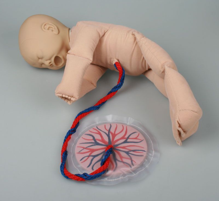 Układ kostny 3B Scientific 4071