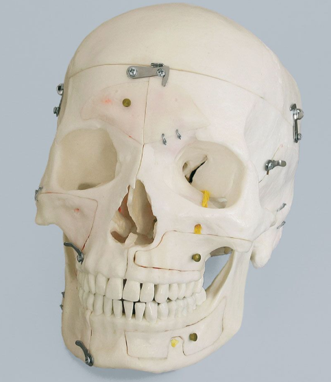 Układ kostny 3B Scientific 4515