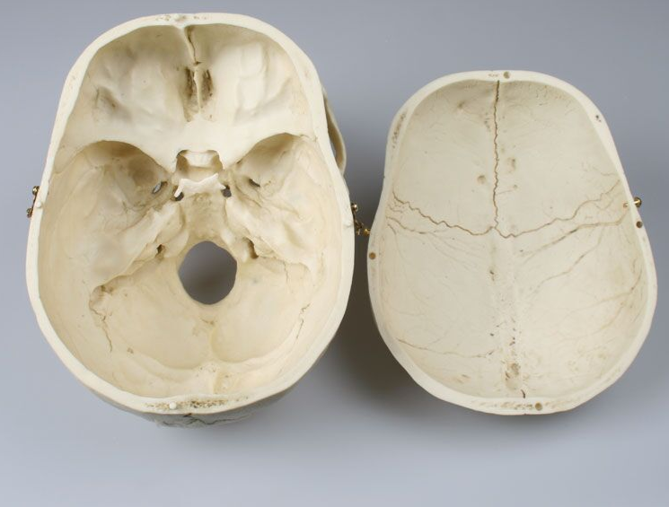Układ kostny 3B Scientific 4710