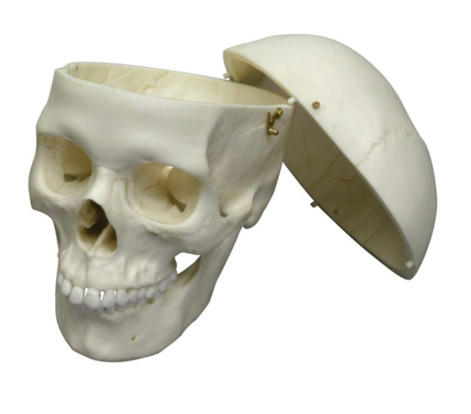 Układ kostny 3B Scientific 4715