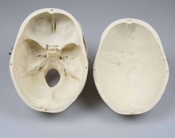 Układ kostny 3B Scientific 4715