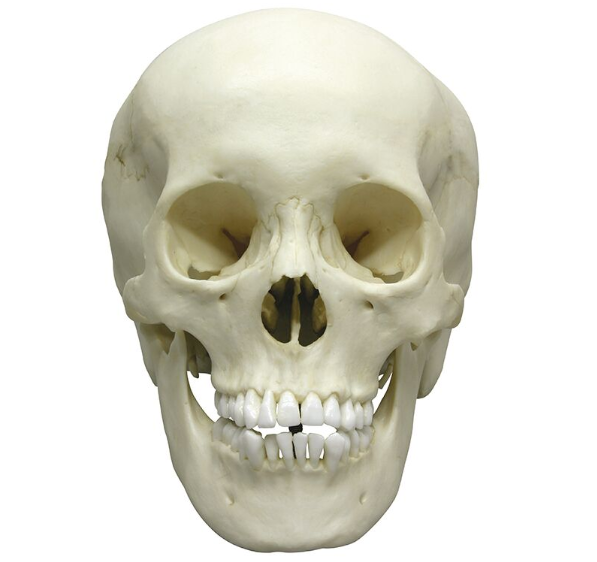 Układ kostny 3B Scientific 4721