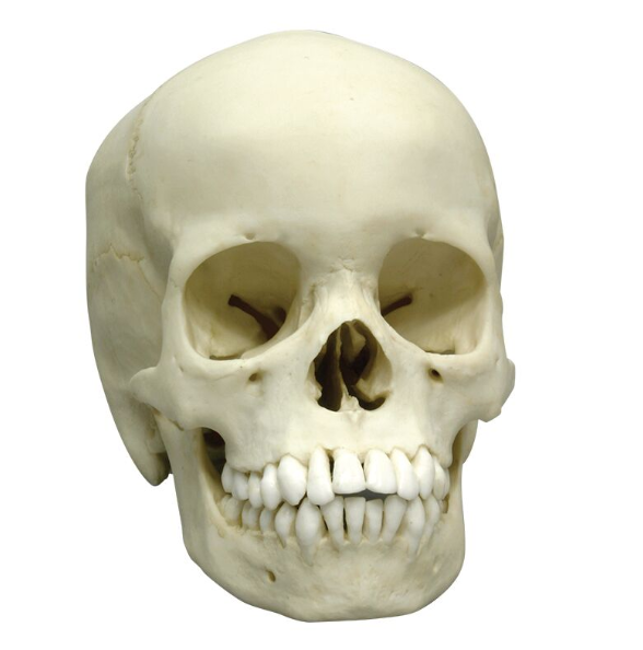 Układ kostny 3B Scientific 4739