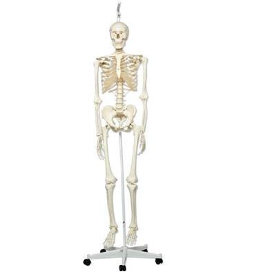 Układ kostny 3B Scientific A10/1