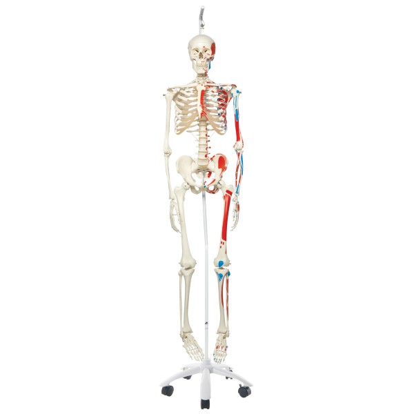 Układ kostny 3B Scientific A11/1 MAX