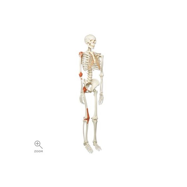 Układ kostny 3B Scientific A12 LEO