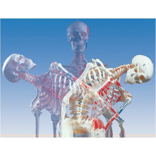 Układ kostny 3B Scientific A13 SAM