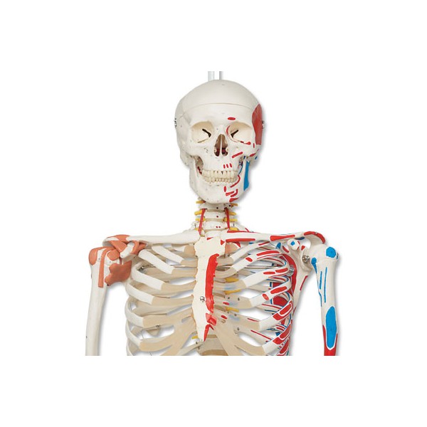 Układ kostny 3B Scientific A13/1 SAM
