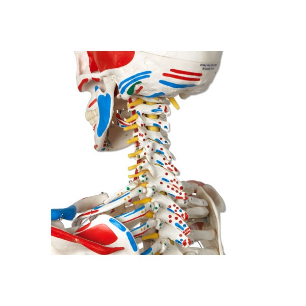 Układ kostny 3B Scientific A13/1 SAM