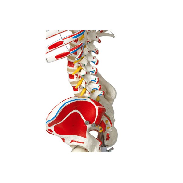 Układ kostny 3B Scientific A13/1 SAM