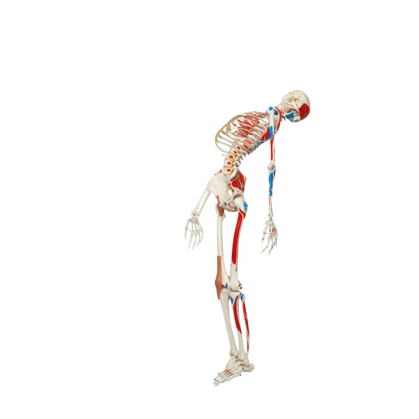 Układ kostny 3B Scientific A13/1 SAM