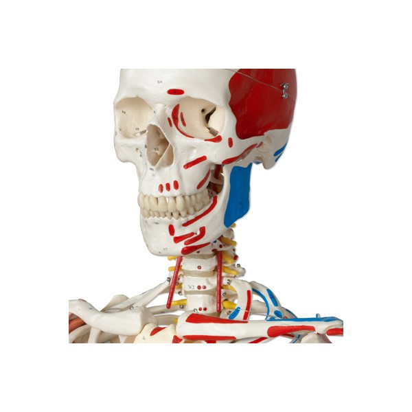 Układ kostny 3B Scientific A13/1 SAM