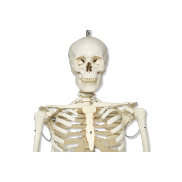 Układ kostny 3B Scientific A15/3 PHIL