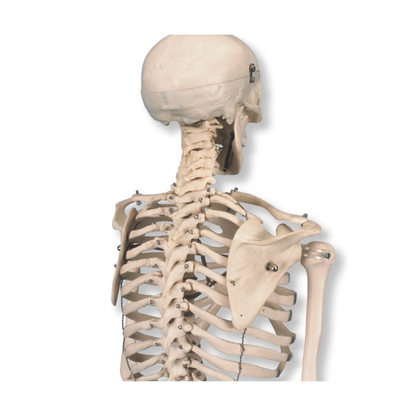 Układ kostny 3B Scientific A18 SHORTY