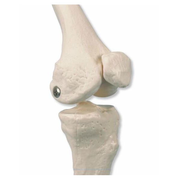 Układ kostny 3B Scientific A18/5 SHORTY