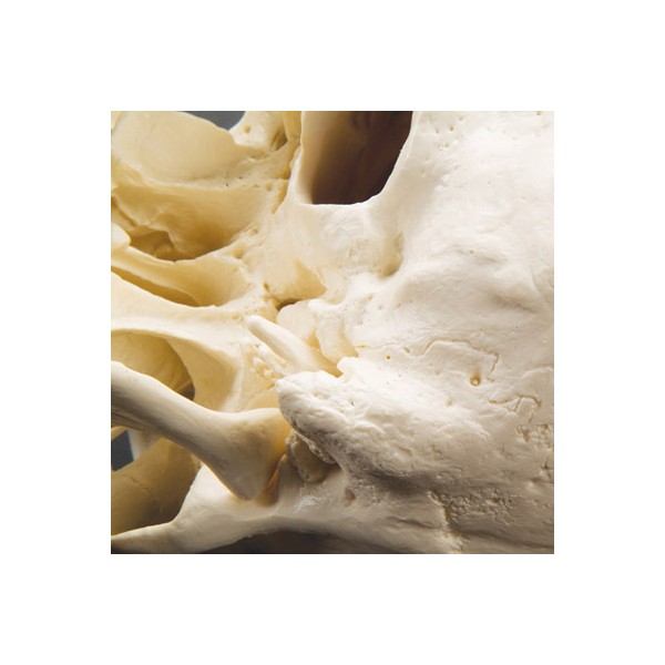 Układ kostny 3B Scientific A20