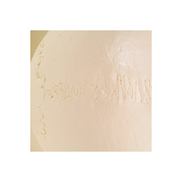 Układ kostny 3B Scientific A20