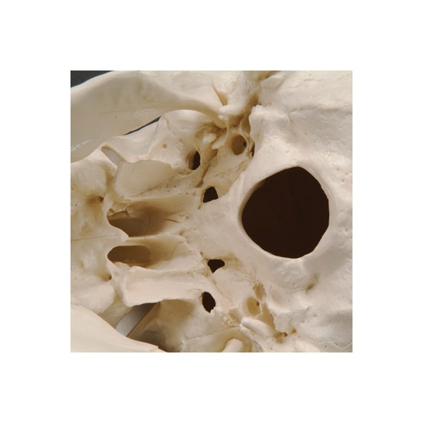 Układ kostny 3B Scientific A20/1