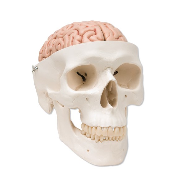 Układ kostny 3B Scientific A20/9