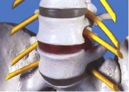 Układ kostny 3B Scientific A211