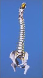 Układ kostny 3B Scientific A211