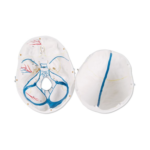 Układ kostny 3B Scientific A22