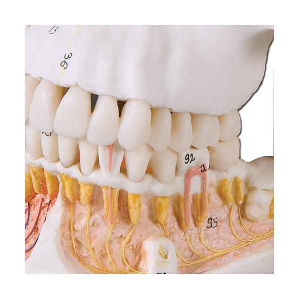 Układ kostny 3B Scientific A22