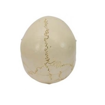 Układ kostny 3B Scientific A220