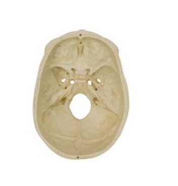 Układ kostny 3B Scientific A220