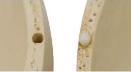 Układ kostny 3B Scientific A220