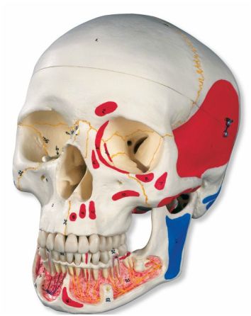 Układ kostny 3B Scientific A22/1