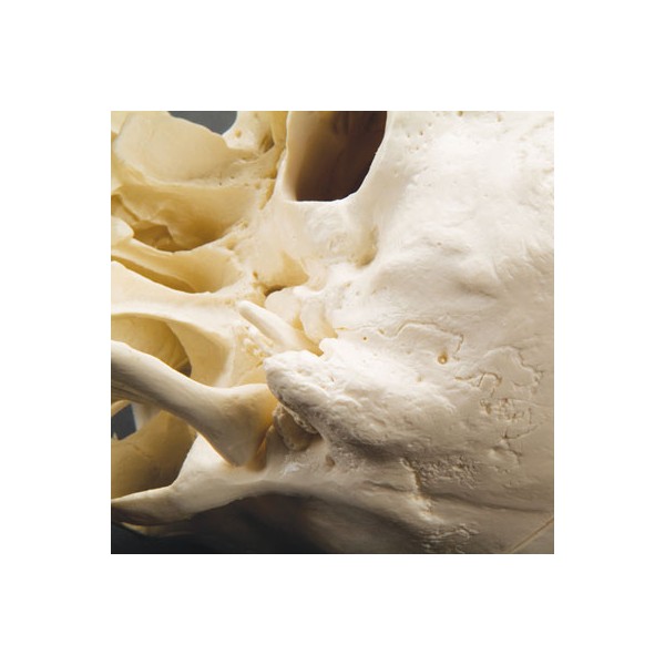 Układ kostny 3B Scientific A23