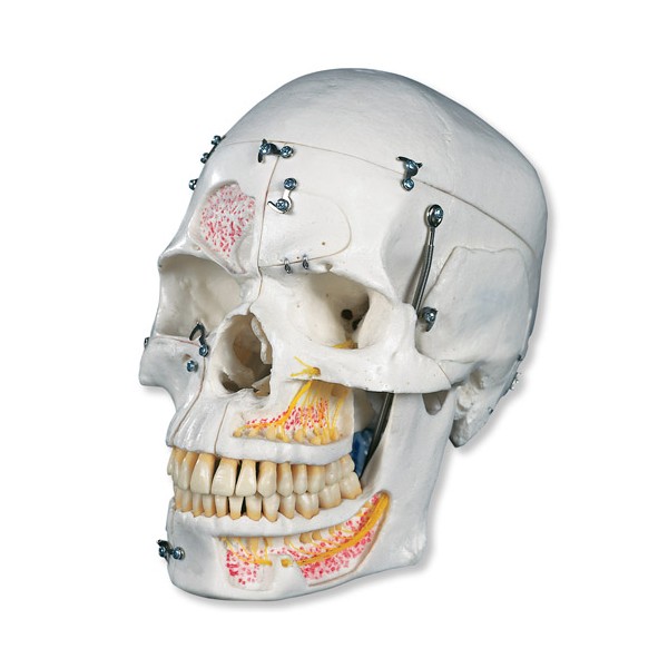 Układ kostny 3B Scientific A27