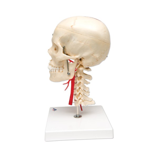 Układ kostny 3B Scientific A283