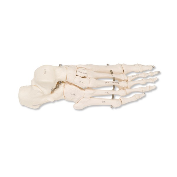 Układ kostny 3B Scientific A30