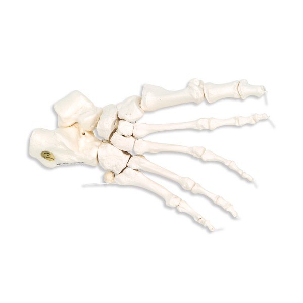 Układ kostny 3B Scientific A30/2