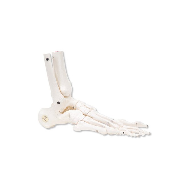 Układ kostny 3B Scientific A31/1