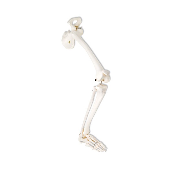 Układ kostny 3B Scientific A36R