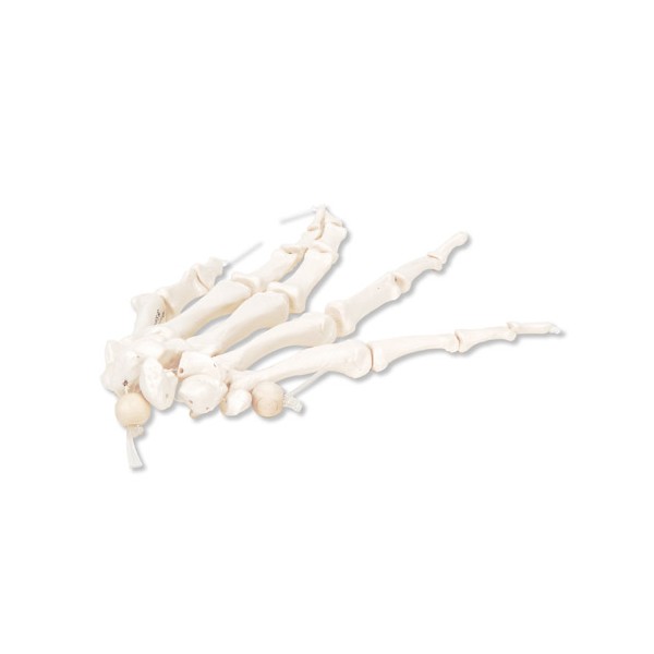 Układ kostny 3B Scientific A40/2