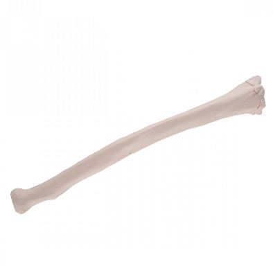 Układ kostny 3B Scientific A45/3