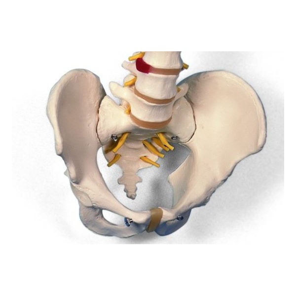 Układ kostny 3B Scientific A58/1