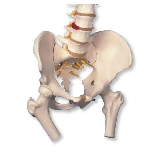 Układ kostny 3B Scientific A58/2