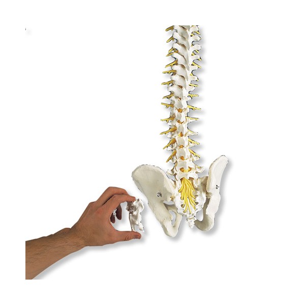 Układ kostny 3B Scientific A58/5